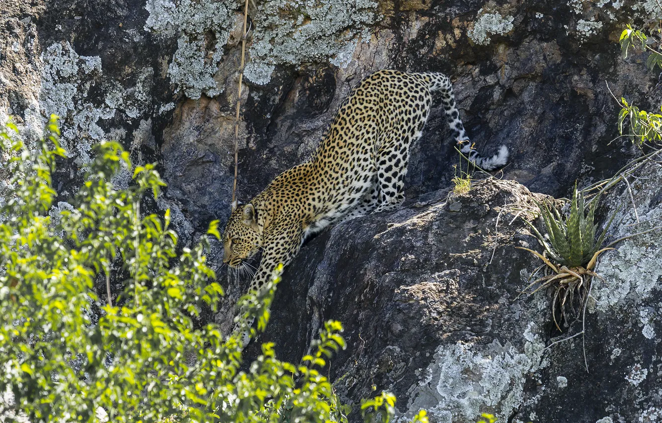 Фото обои скалы, леопард, leopard, крадётся