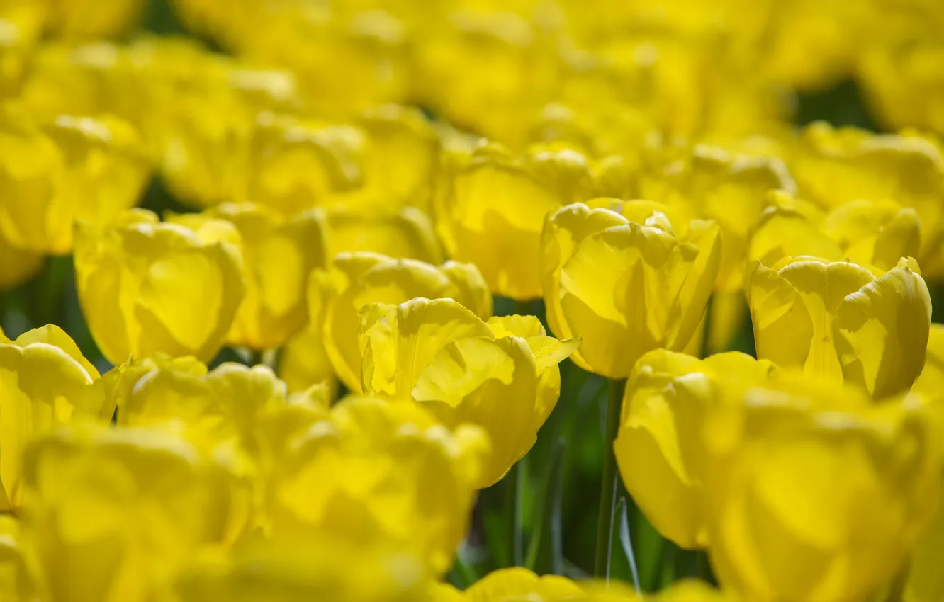 Фото обои цветы, желтые, лепестки, тюльпаны