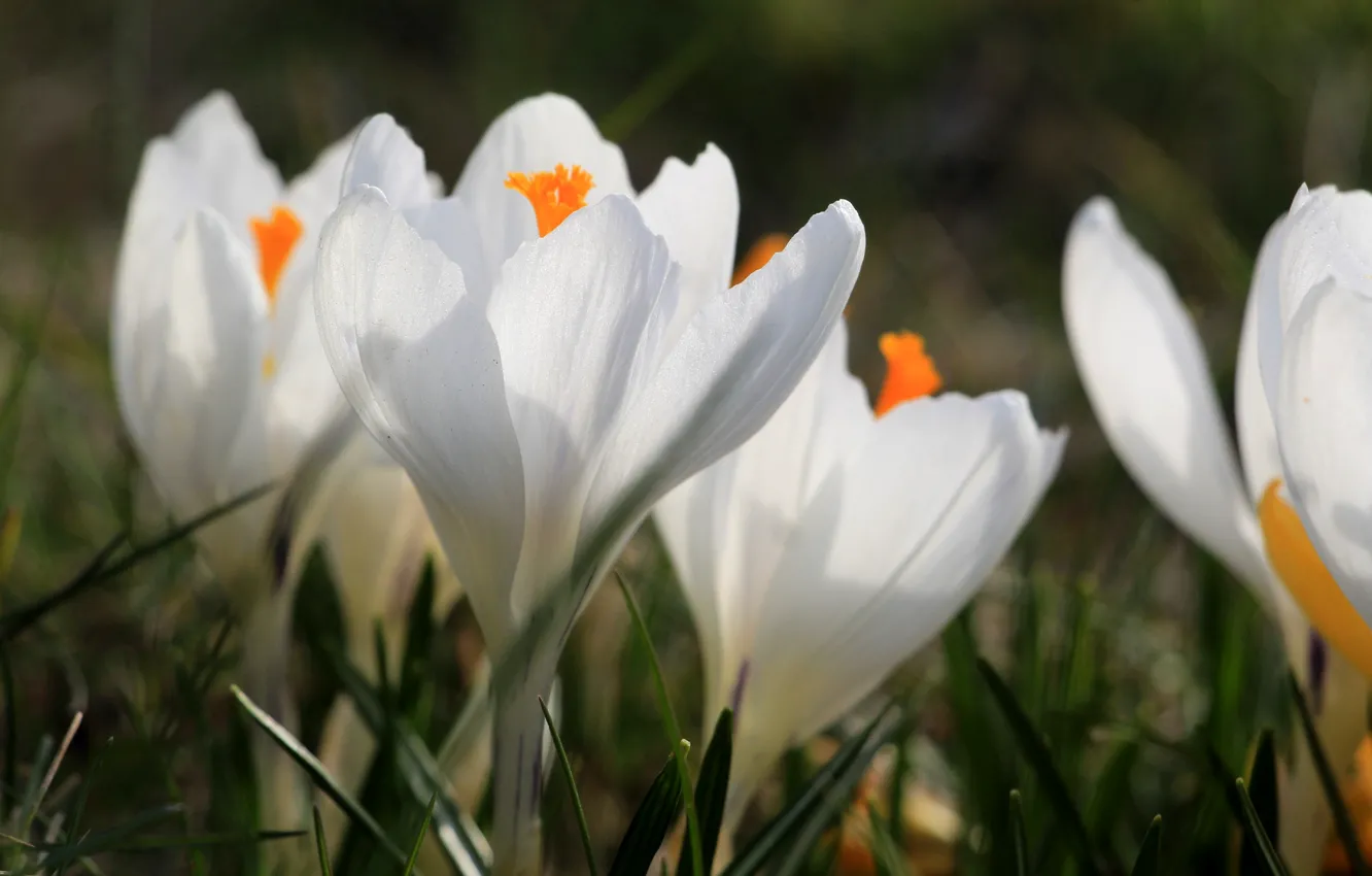 Фото обои flower, spring, crocus