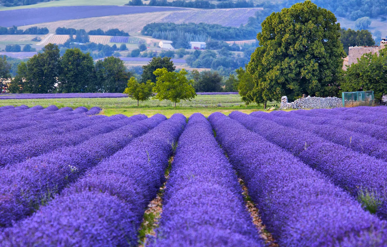 Фото обои деревья, Франция, поля, лаванда, боке, Provence