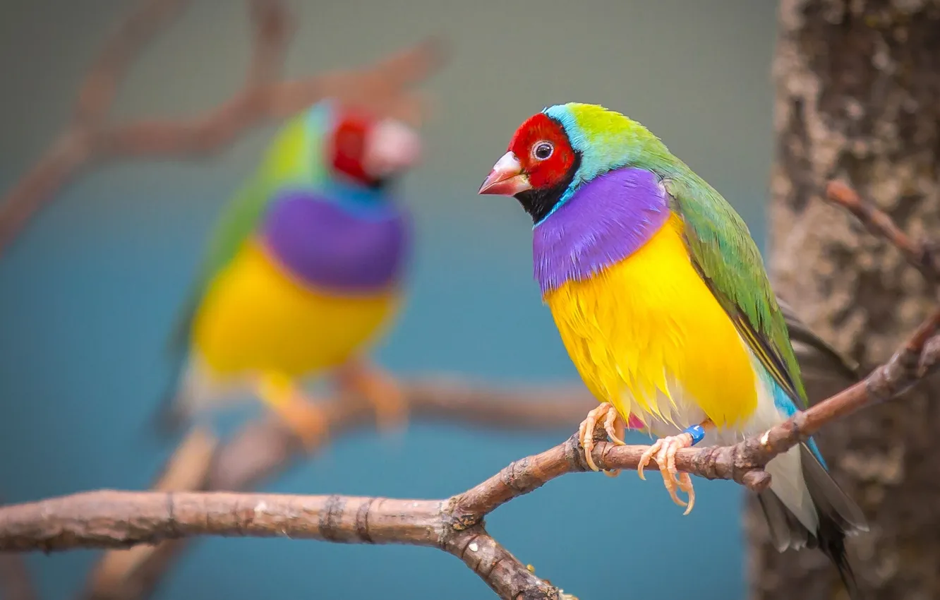 Фото обои ветка, птичка, разноцветная, Гульдова амадина