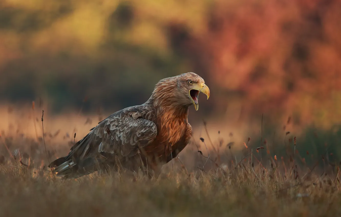 Фото обои осень, трава, природа, птица, хищник, орёл, крик, Łukasz Sokół