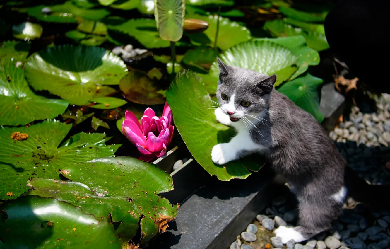 Фото обои кошка, цветок, листья, сад, котёнок, водяная лилия, котейка, Манчкин