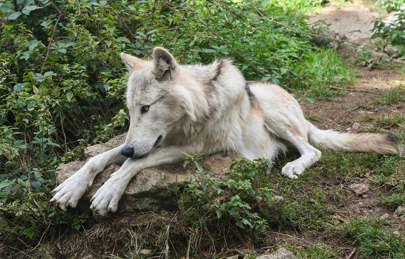 Фото обои nature, snow, predator, face, animal, wolf, wildlife, portrait