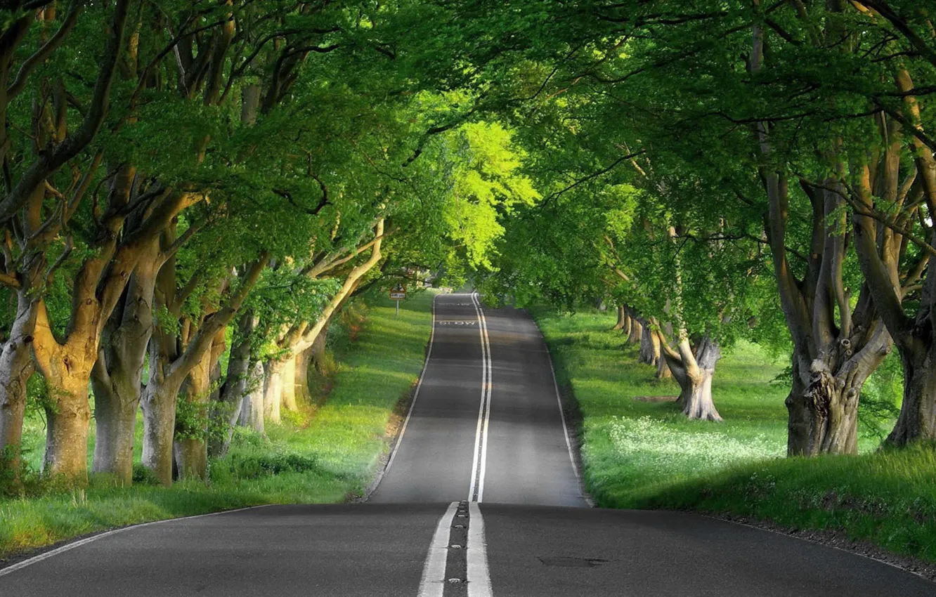 Фото обои Nature, road, roads, tree