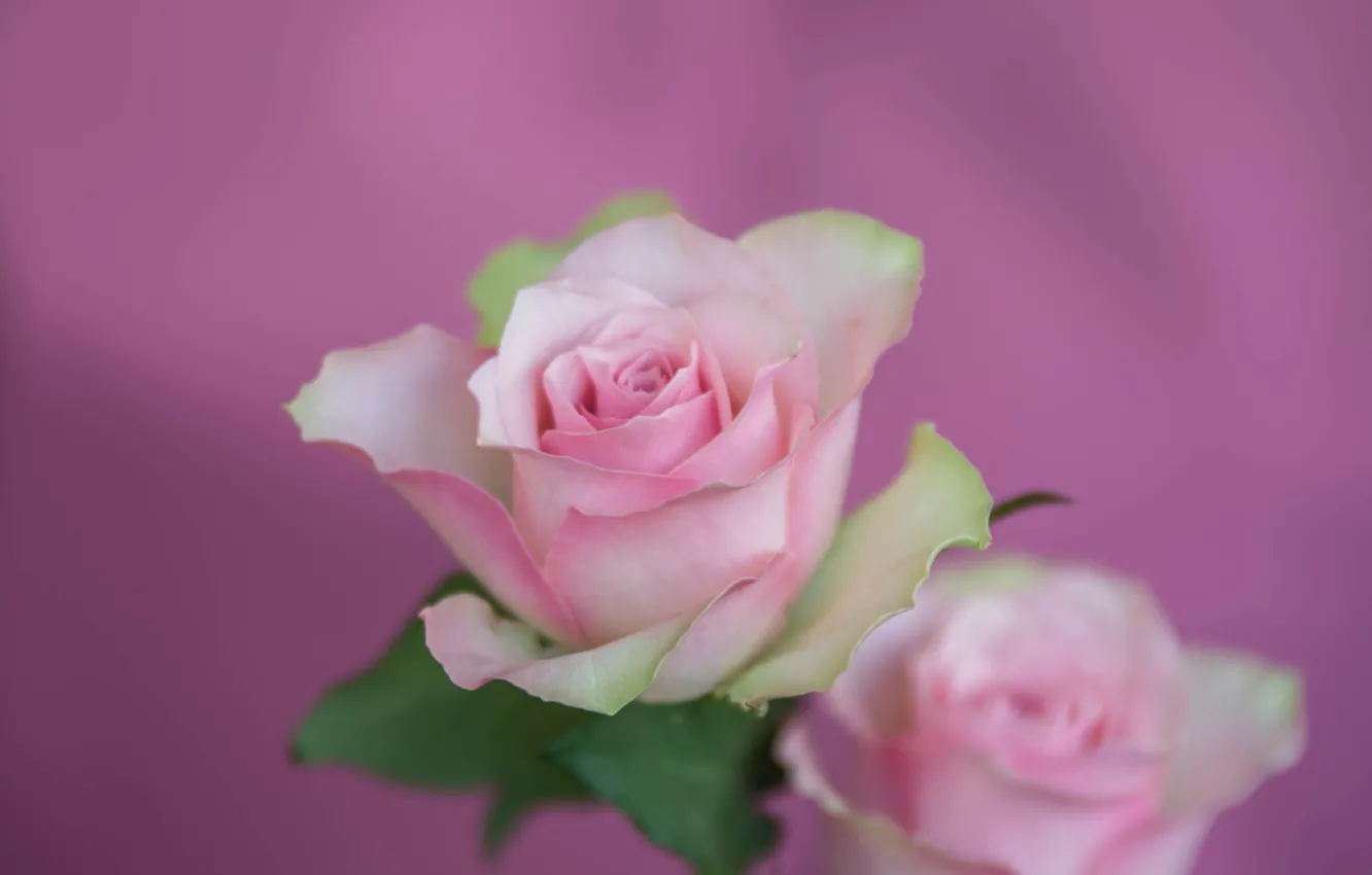 Фото обои фон, розовая, нежность, роза, лепестки, бутон