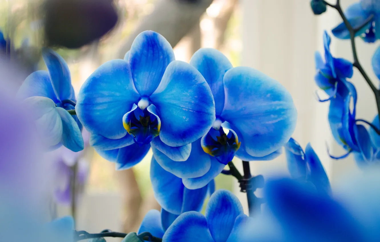 Фото обои орхидеи, экзотика, синий фаленопсис