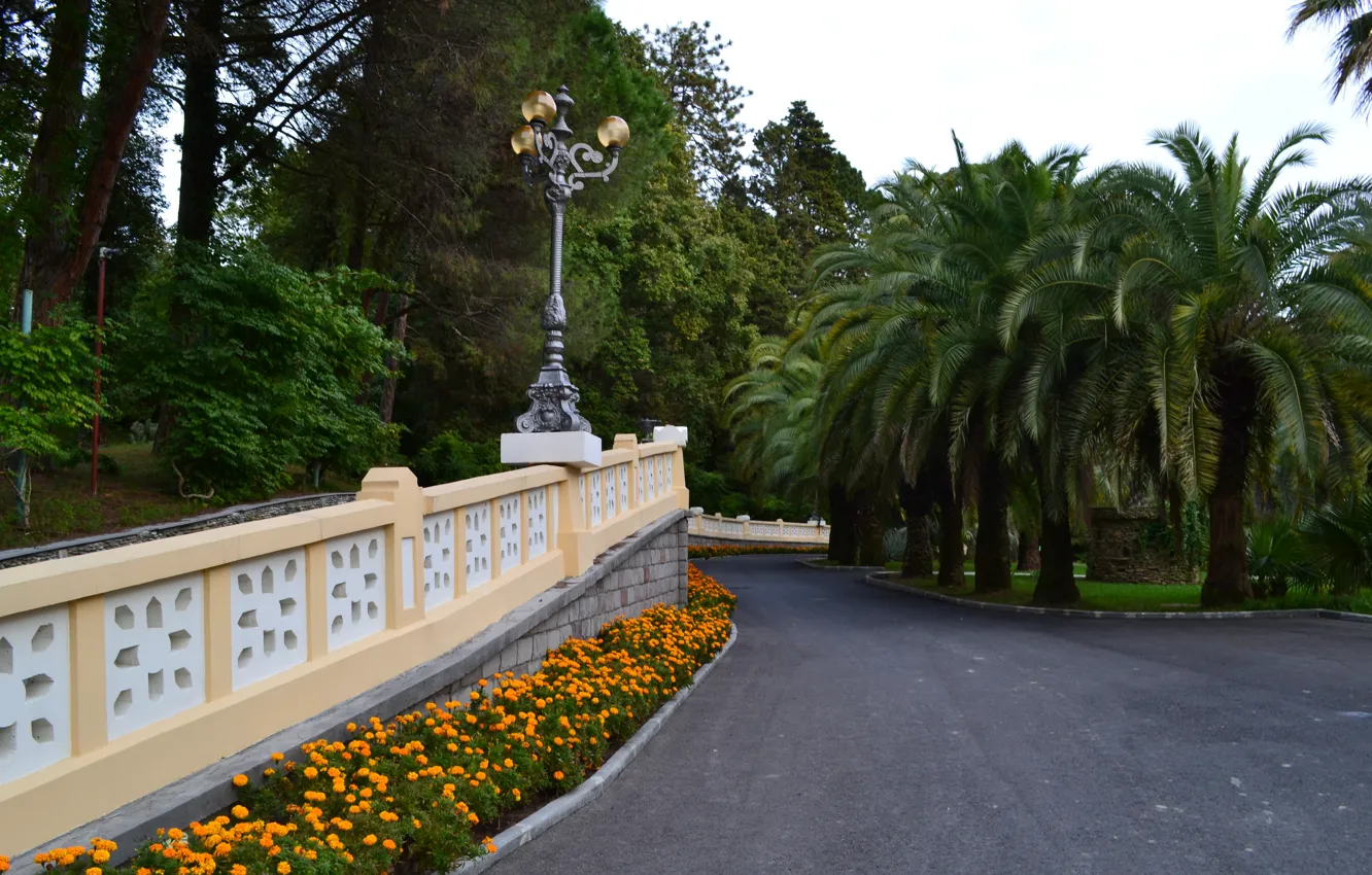 Фото обои парк, пальмы, Сочи, дендрарий
