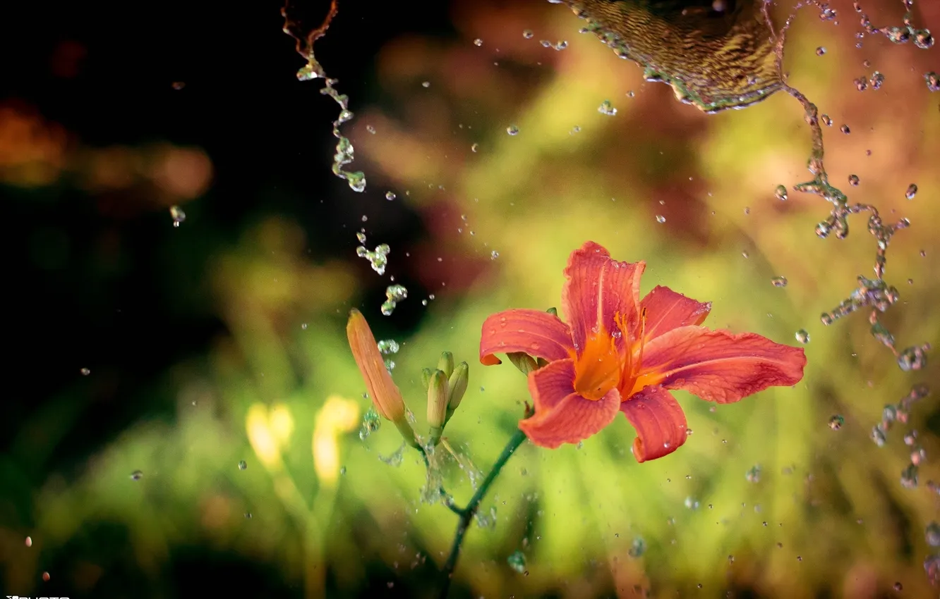 Фото обои цветок, вода, макро, брызги, лилия