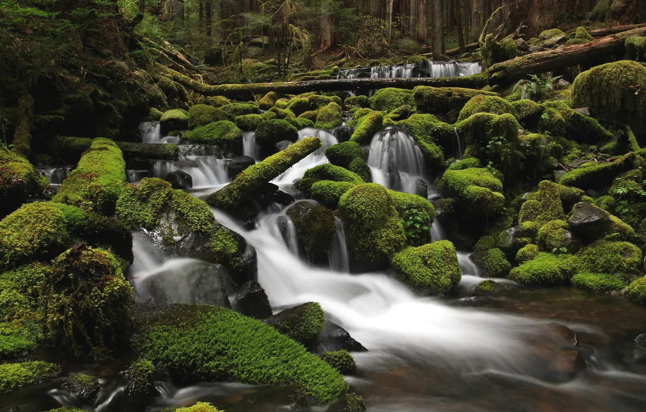 Фото обои зелень, лес, вода, река, камни, мох