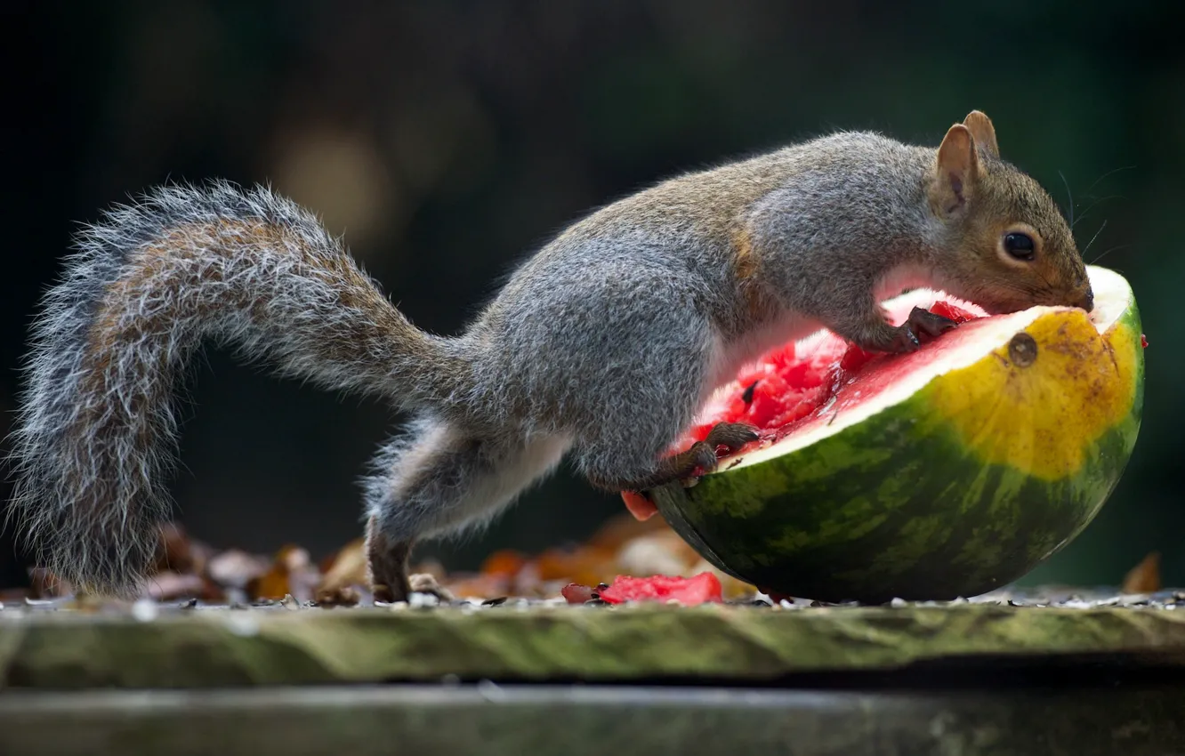 Фото обои еда, арбуз, белка, вкуснятина, обед