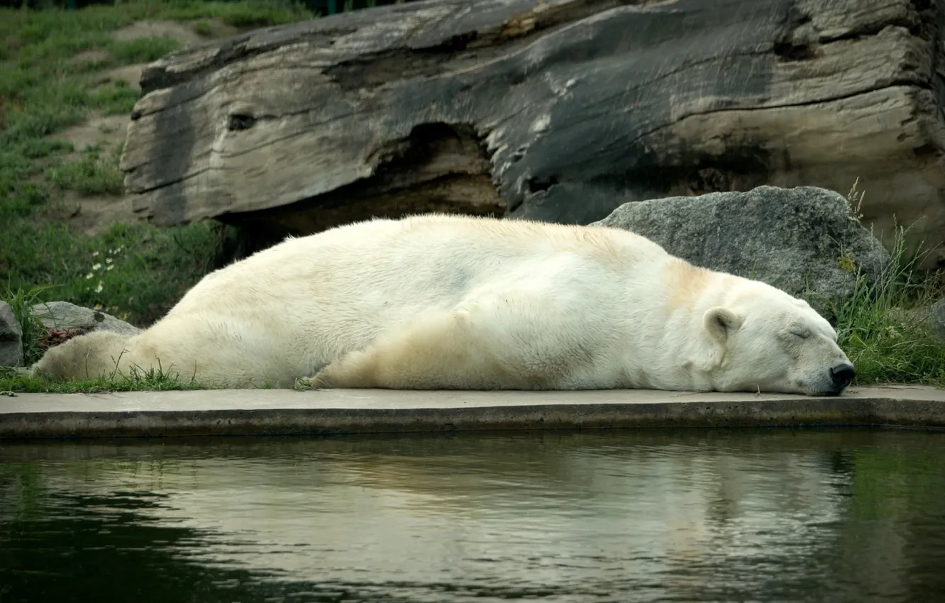 Фото обои белый, отдых, сон, медведь, спит