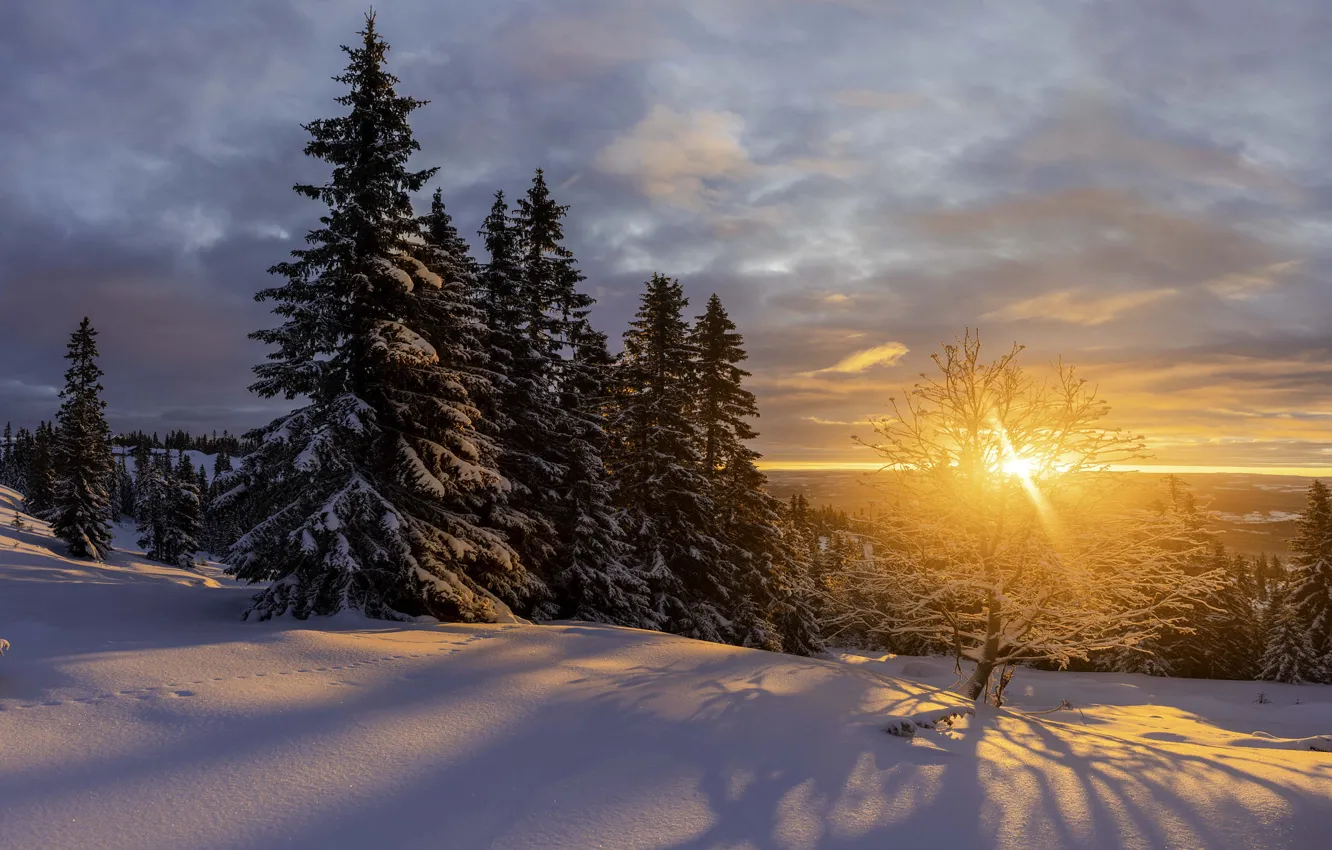 Фото обои зима, солнце, снег, деревья, пейзаж, закат, природа, ели