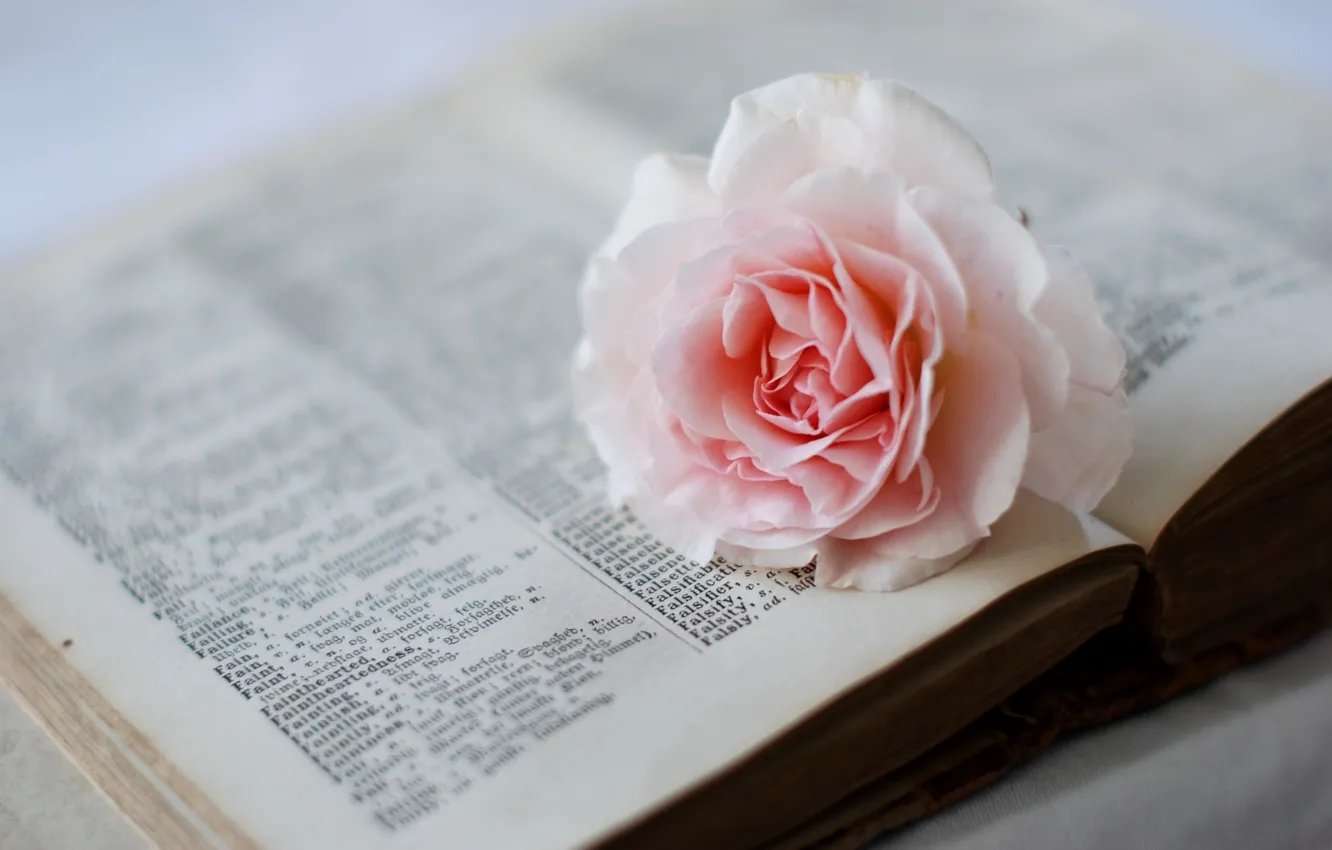 Фото обои цветок, розовая, роза, словарь, книга, страницы