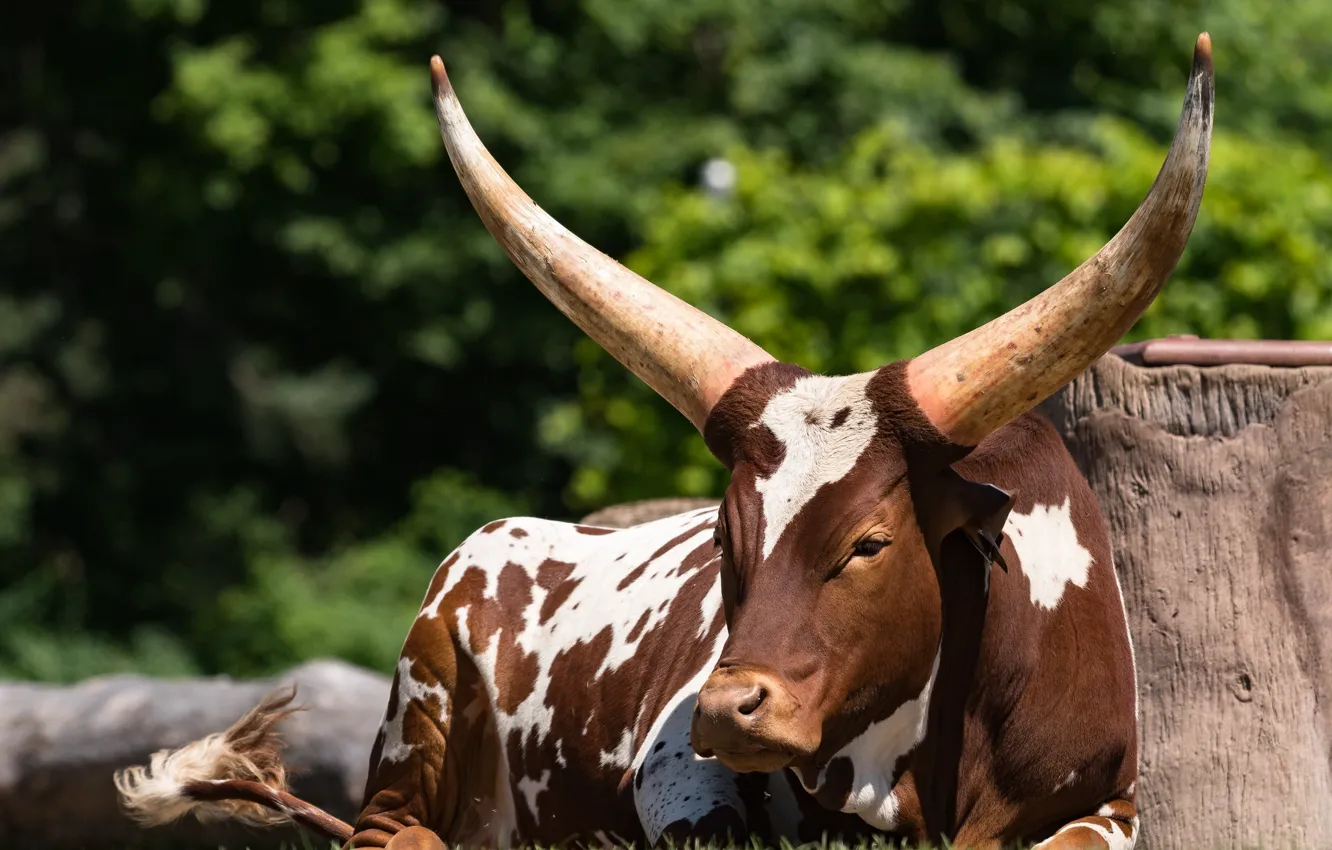 Фото обои корова, пятна, лежит, рога, окрас, ватусси
