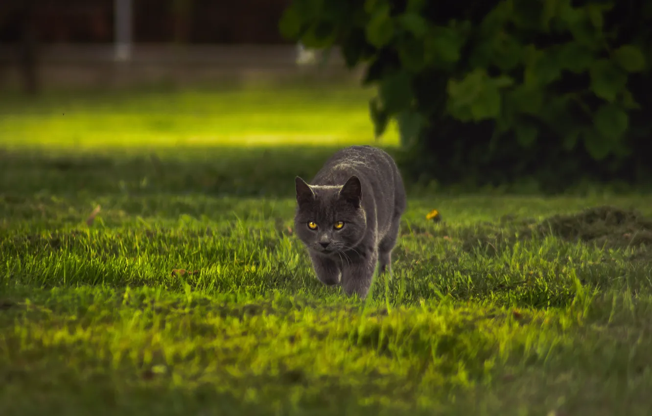 Фото обои кошка, трава, кот, взгляд, серый, куст, прогулка, лужайка