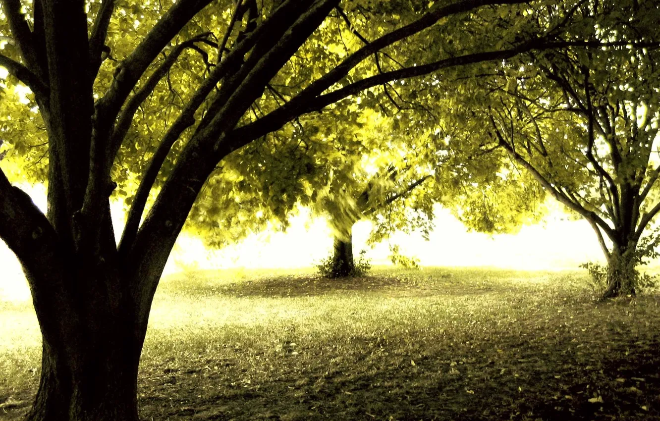 Фото обои осень, лес, солнце, деревья