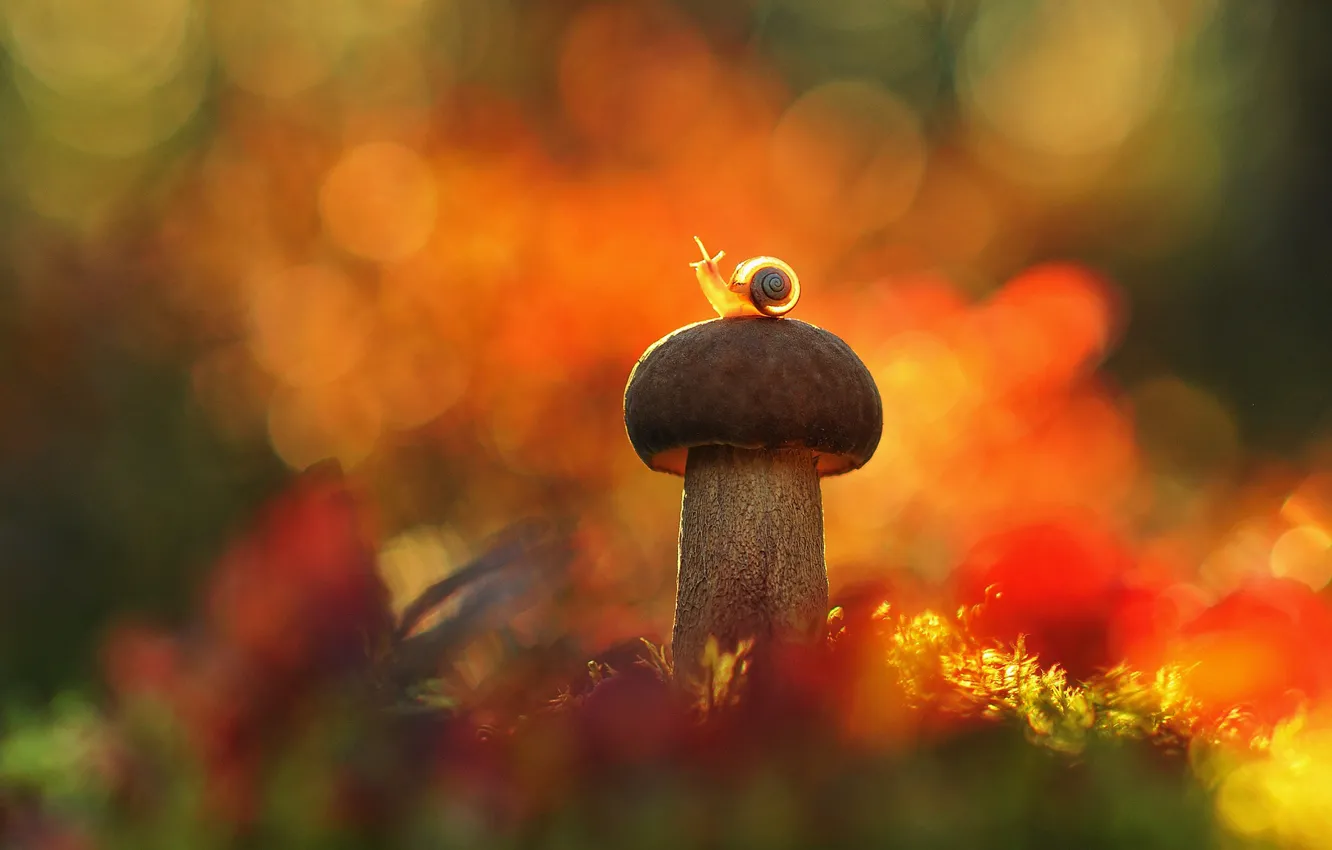 Фото обои осень, лес, макро, свет, гриб, улитка, ракушка, ярко
