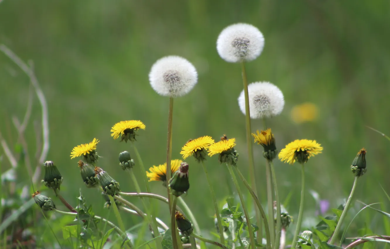 Фото обои flower, meadow, blooming
