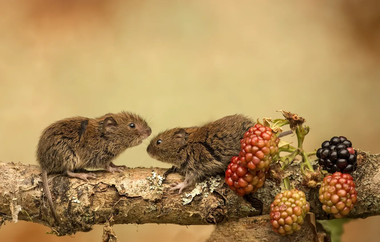 Фото обои природа, ягоды, мышки