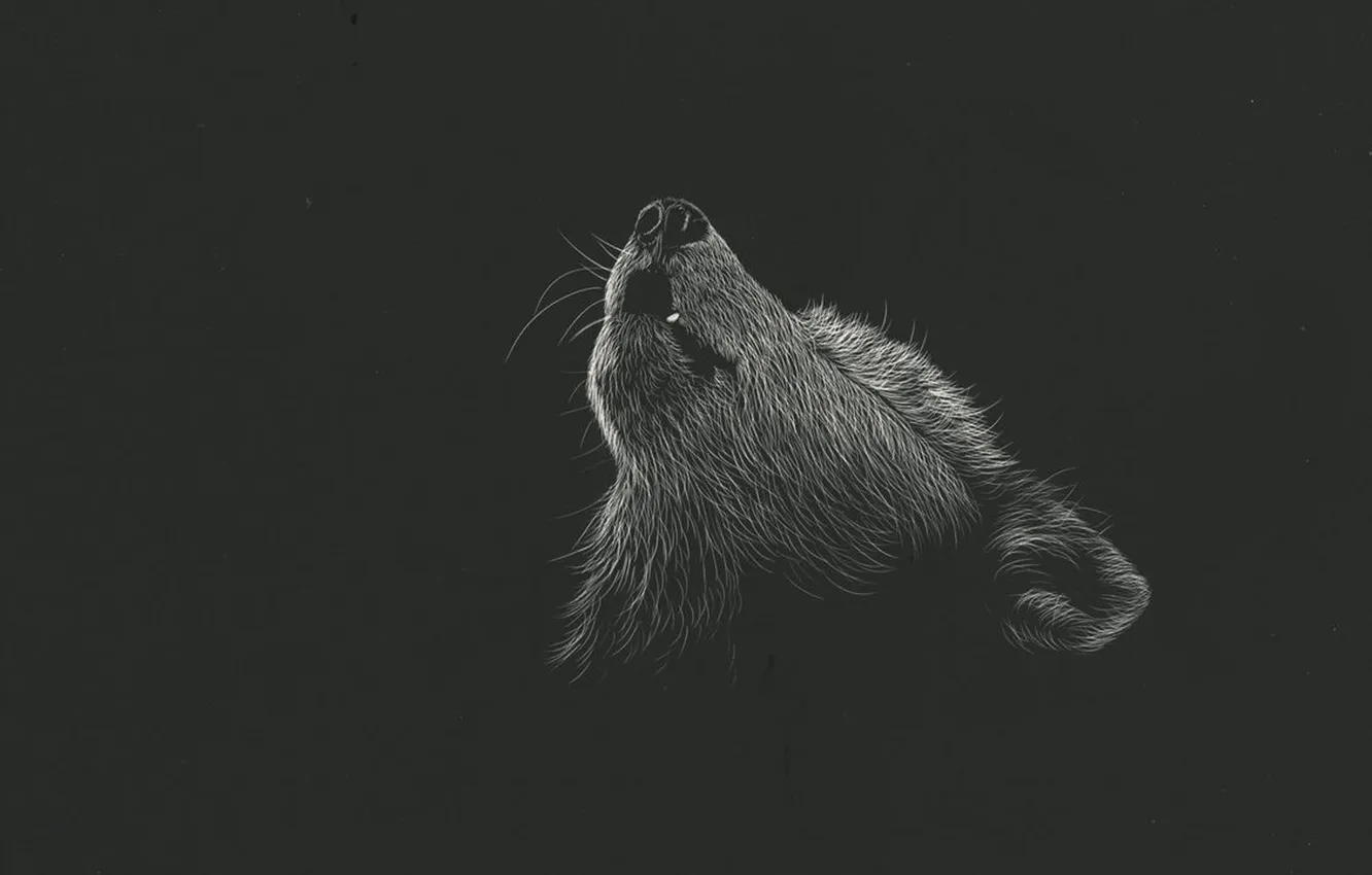 Фото обои nature, face, animal, wolf, wildlife, head, fur, mammal