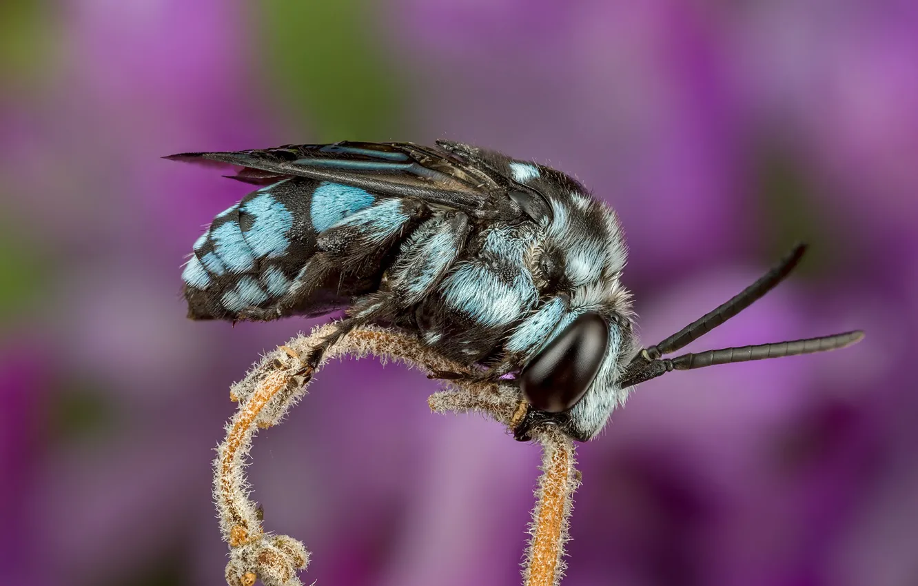 Фото обои макро, пчела, фон, сиреневый, стебель, насекомое, голубая