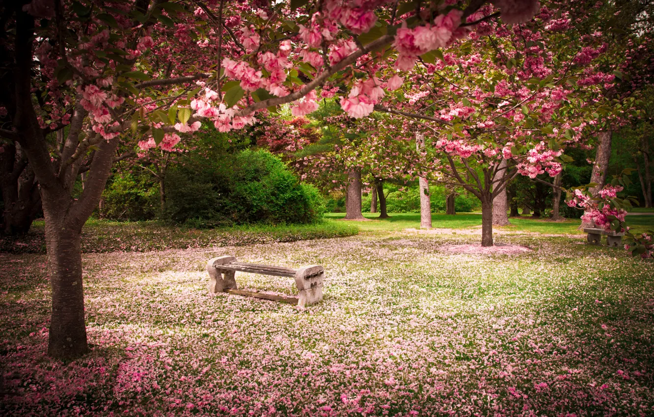 Фото обои природа, парк, красота, весна, цветущие деревья