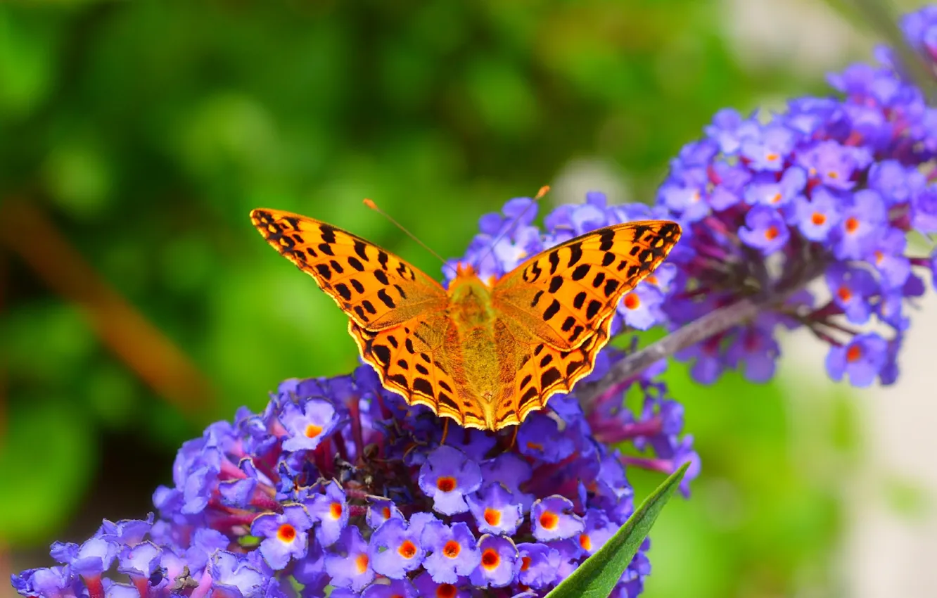 Фото обои Макро, Весна, Бабочка, Spring, Macro, Фиолетовые цветы, Butterfly, Purple flowers