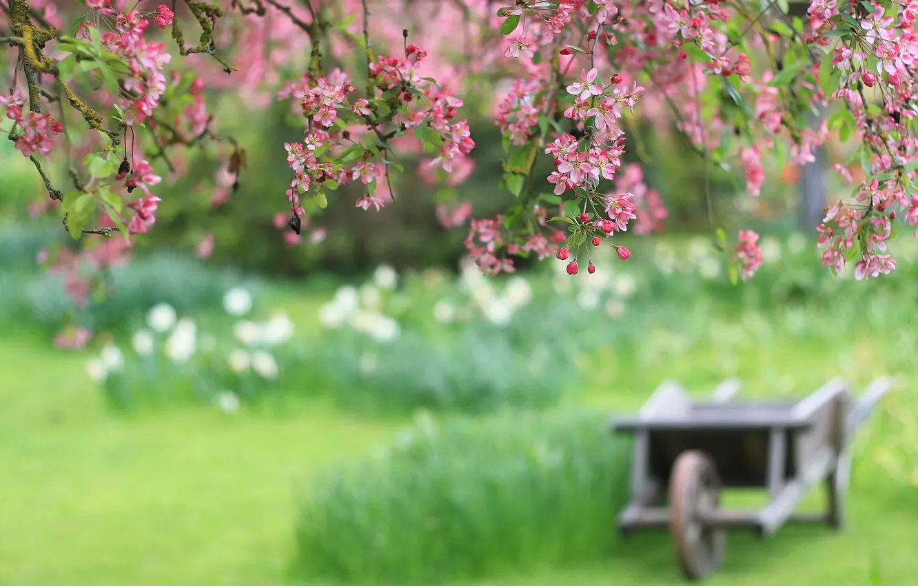 Фото обои цветы, вишня, размытие, ветка, телега, розовые лепестки