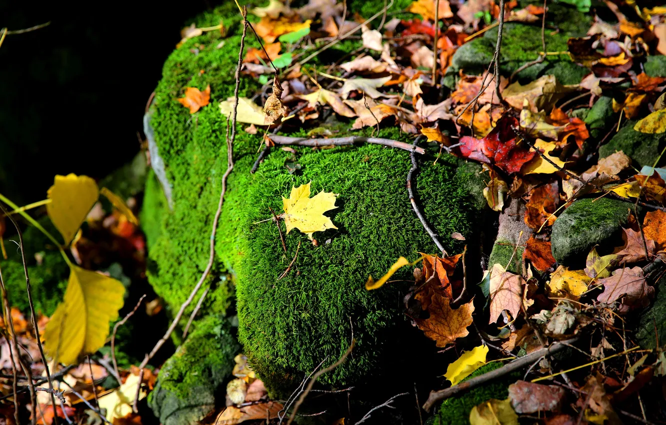 Фото обои осень, листья, камень, мох