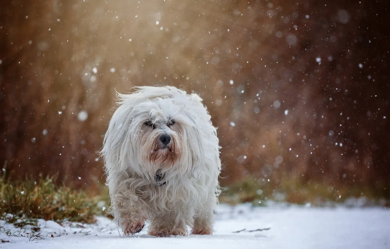 Фото обои осень, снег, собака