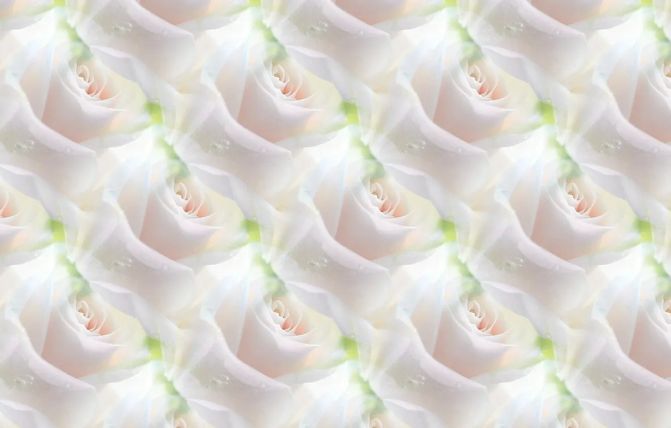 Фото обои цветок, фон, роза, текстура, белая роза