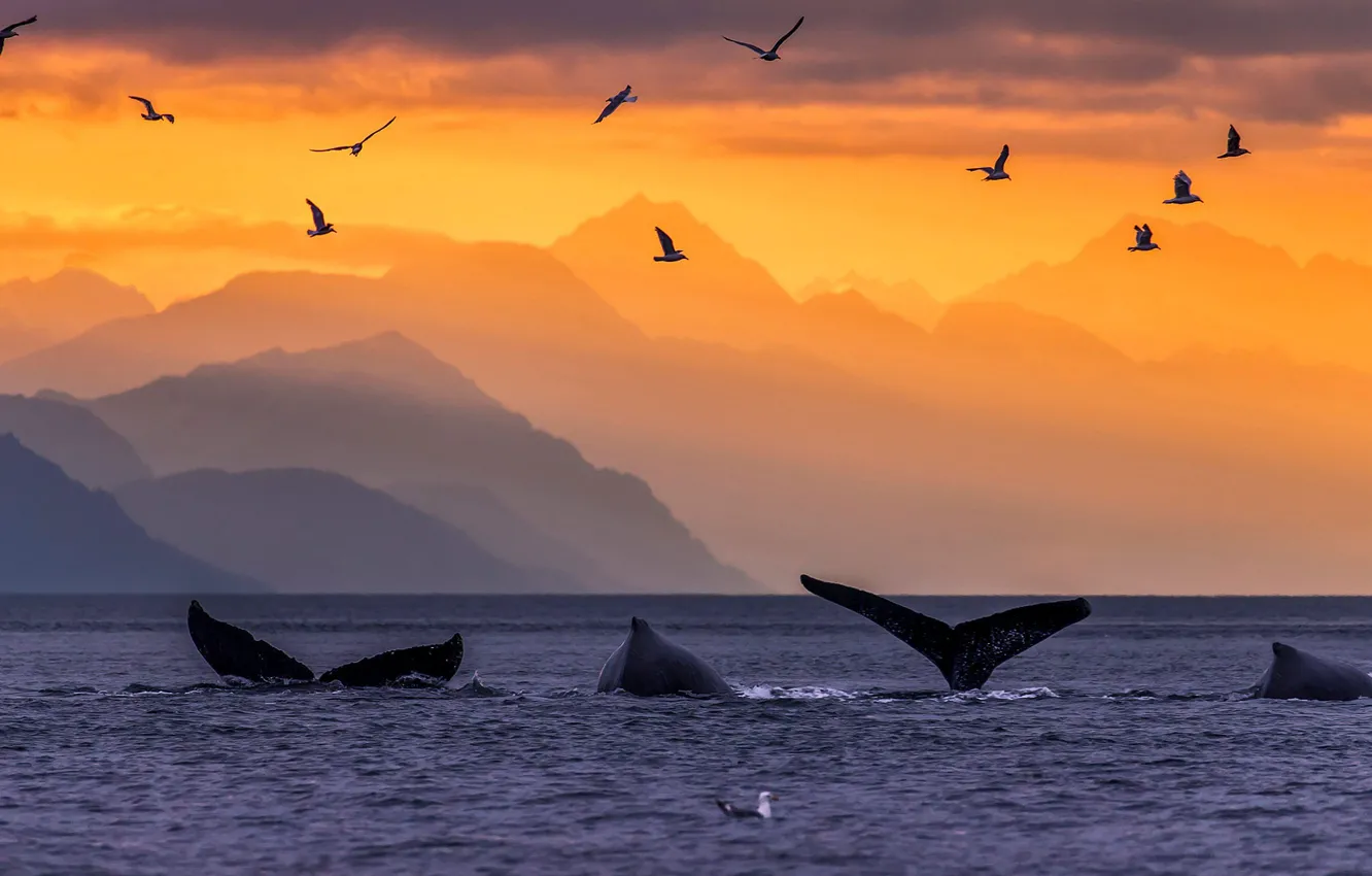 Фото обои горы, птицы, Аляска, хвост, США, горбатые киты