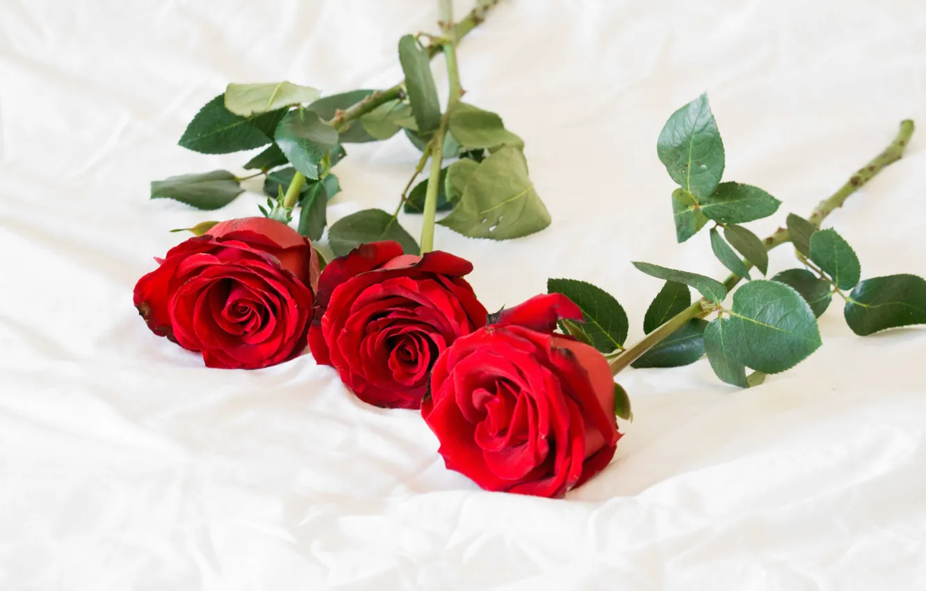 Фото обои розы, трио, красные розы, три розы