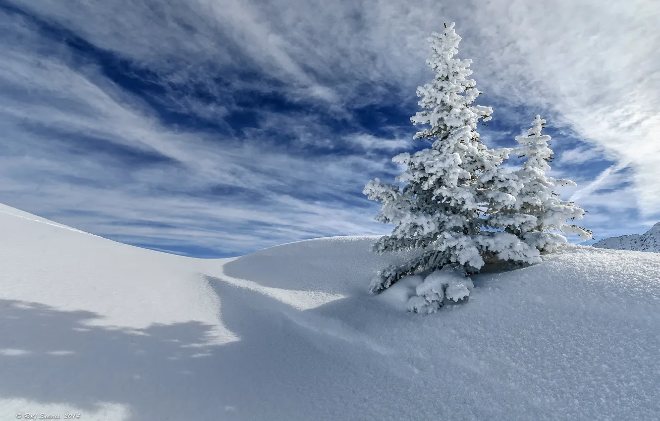 Фото обои зима, небо, облака, снег, дерево, ель