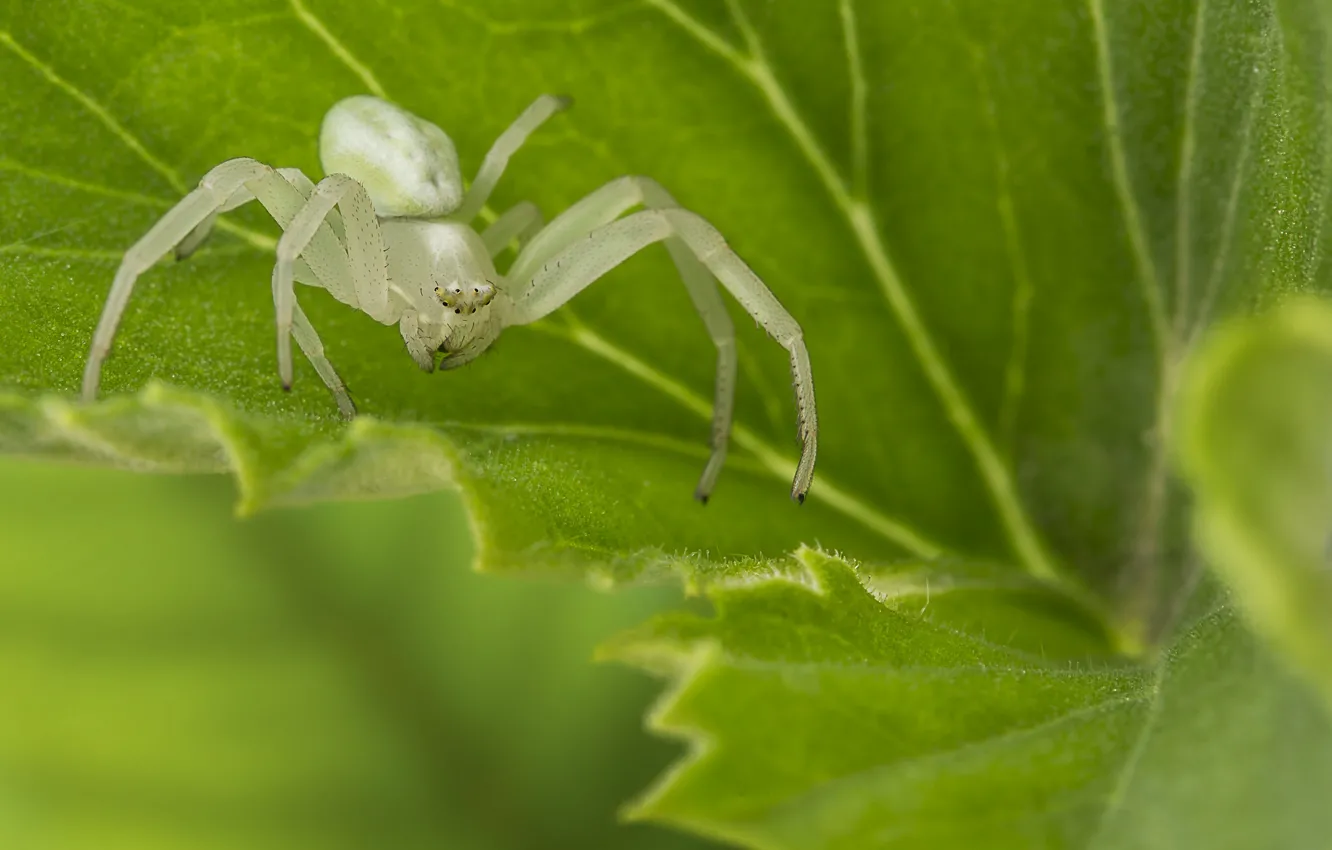 Фото обои белый, листья, макро, парк