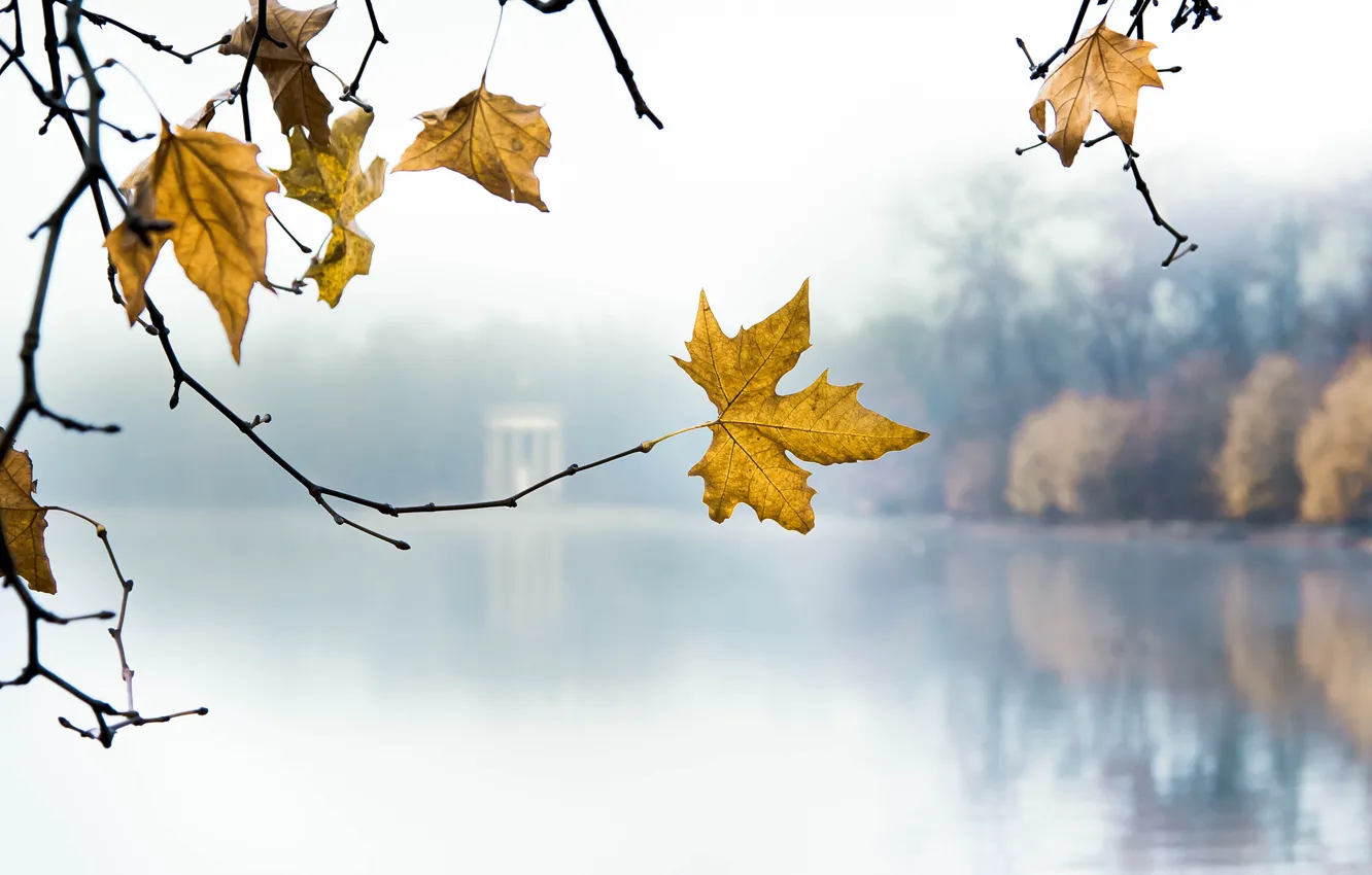Фото обои листья, ветки, озеро, парк, утро, желтые, осенние