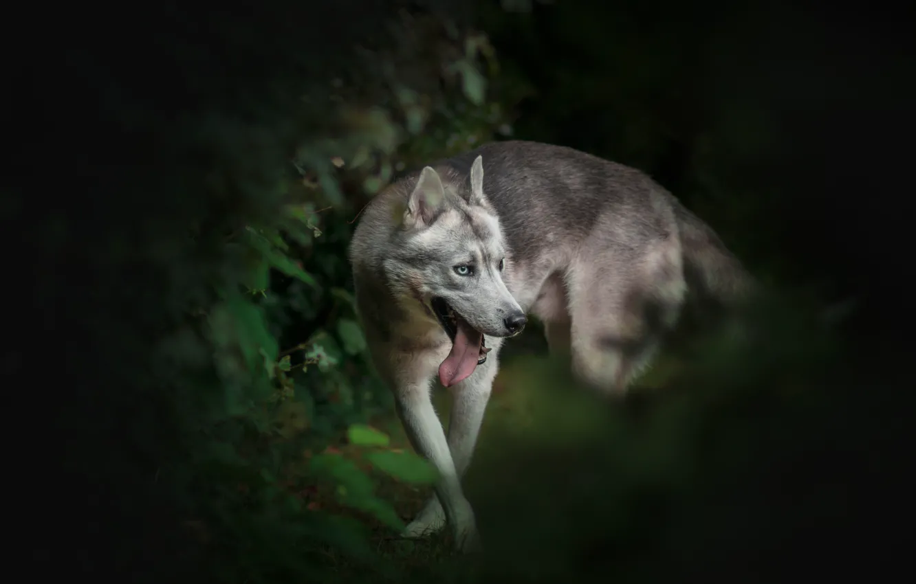 Фото обои язык, собака, хаски, боке, Wild wolf