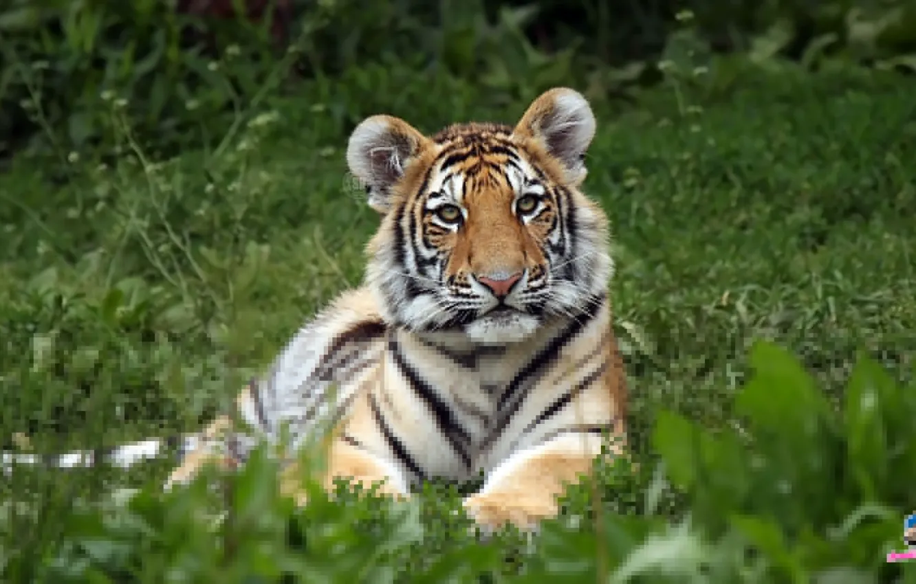 Фото обои Tiger, Dangerous, Killer