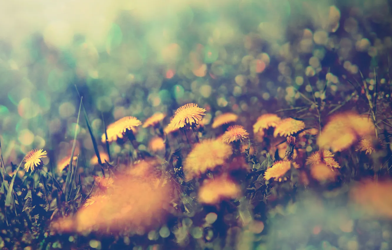 Фото обои трава, цветы, блики, жёлтые, одувнчики