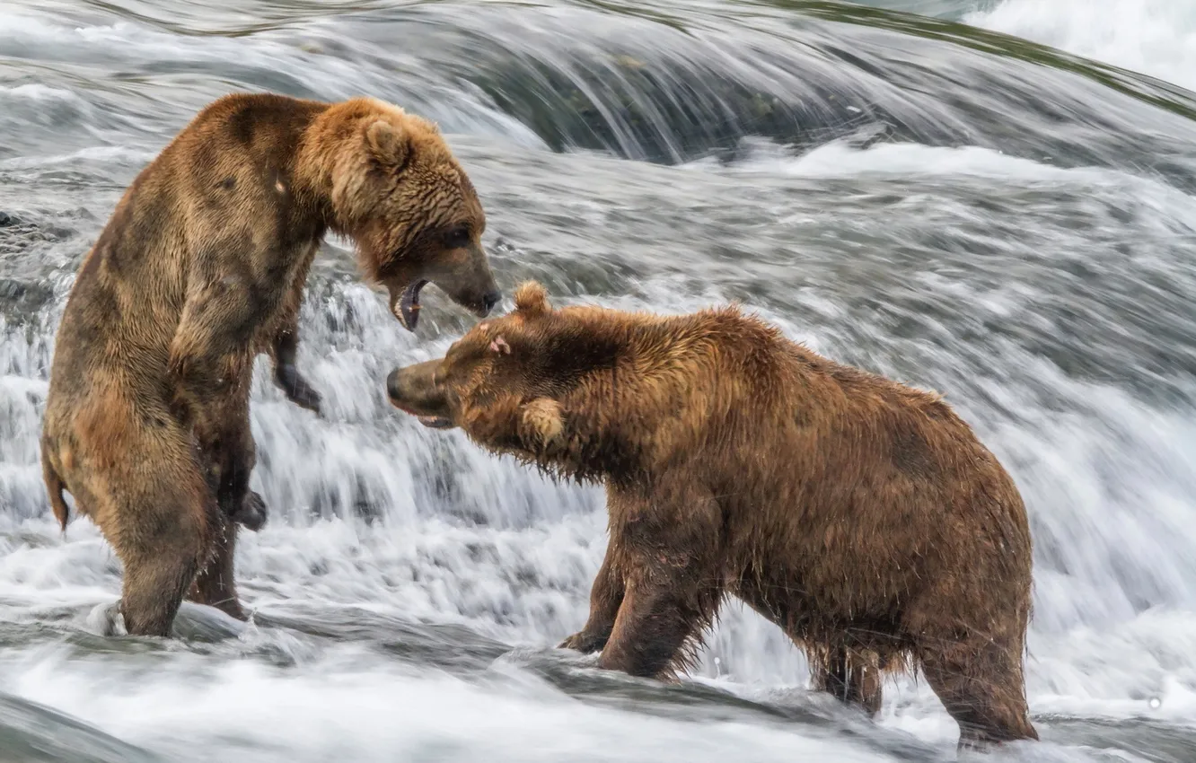 Фото обои природа, река, медведи