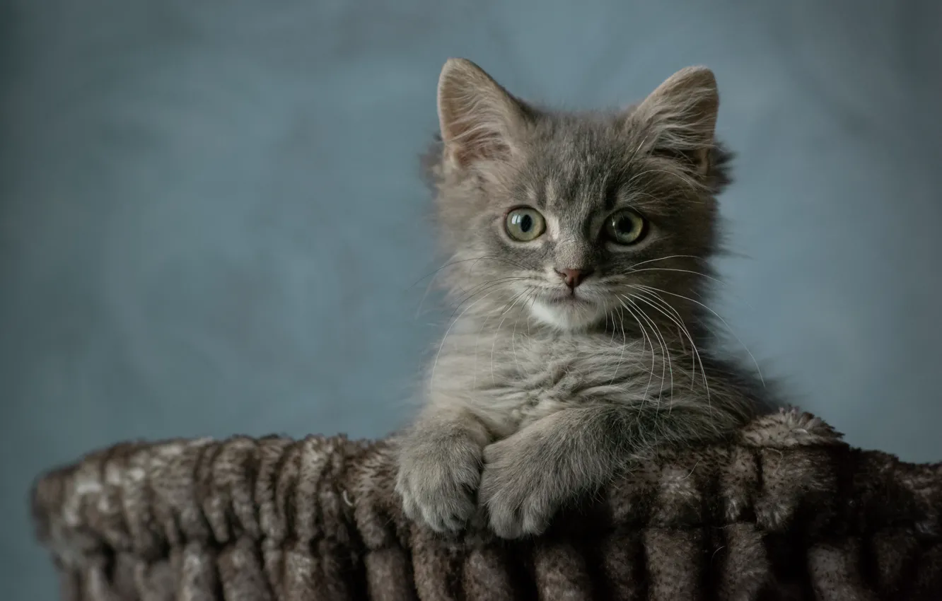 Фото обои кошка, взгляд, поза, котенок, серый, фон, портрет, лапки