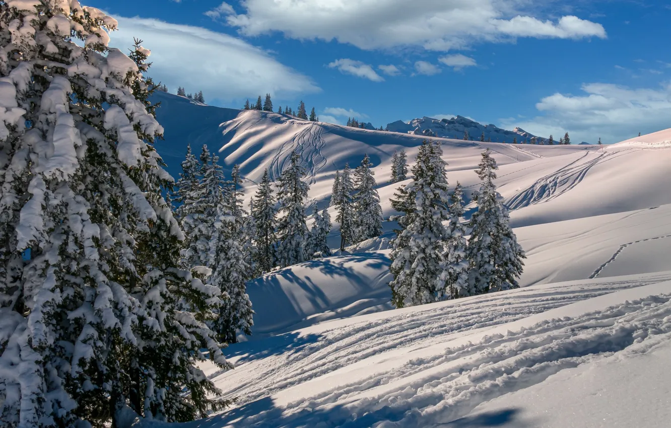 Фото обои зима, лес, облака, снег, горы, склоны, лыжня, ели