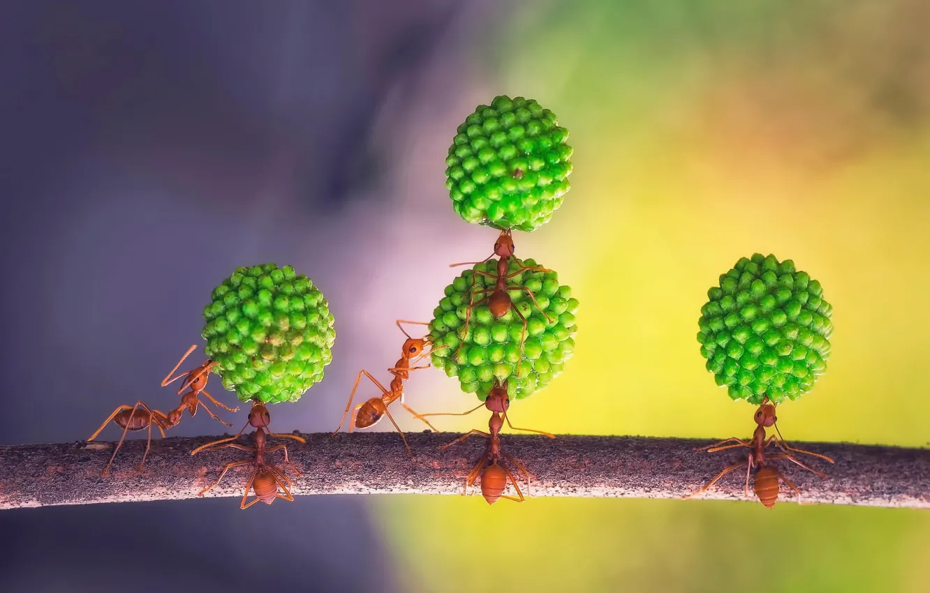 Фото обои муравьи, команда, акробатический этюд