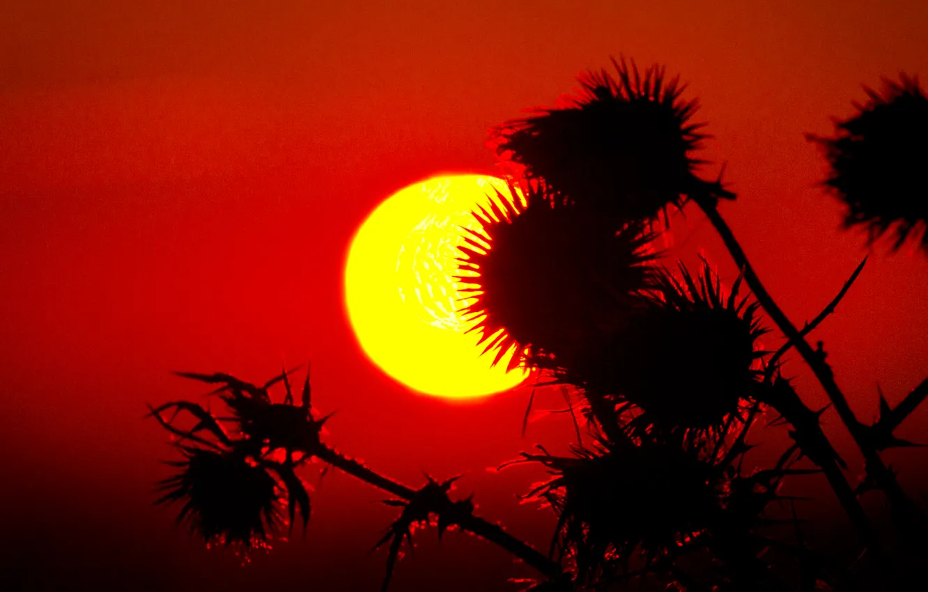 Фото обои небо, солнце, макро, закат, растение, силуэт