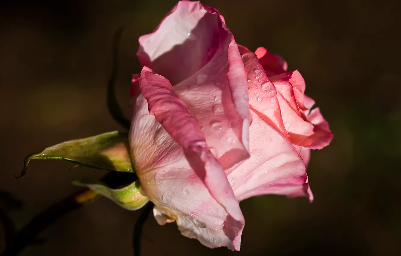 Фото обои капли, крупный план, роса, фон, розовая, темный, роза, стебель