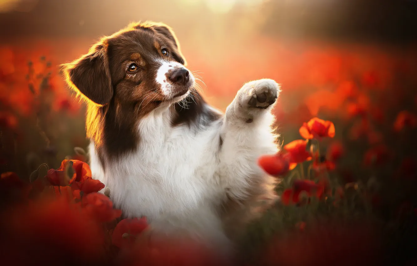 Фото обои морда, цветы, лапа, маки, собака, боке