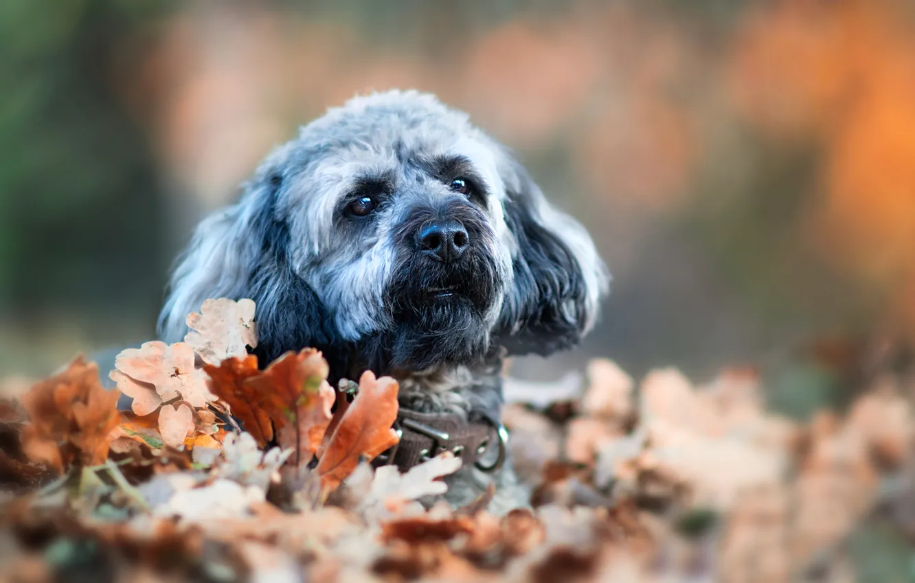 Фото обои осень, взгляд, листья, листва, портрет, собака, мордашка, боке