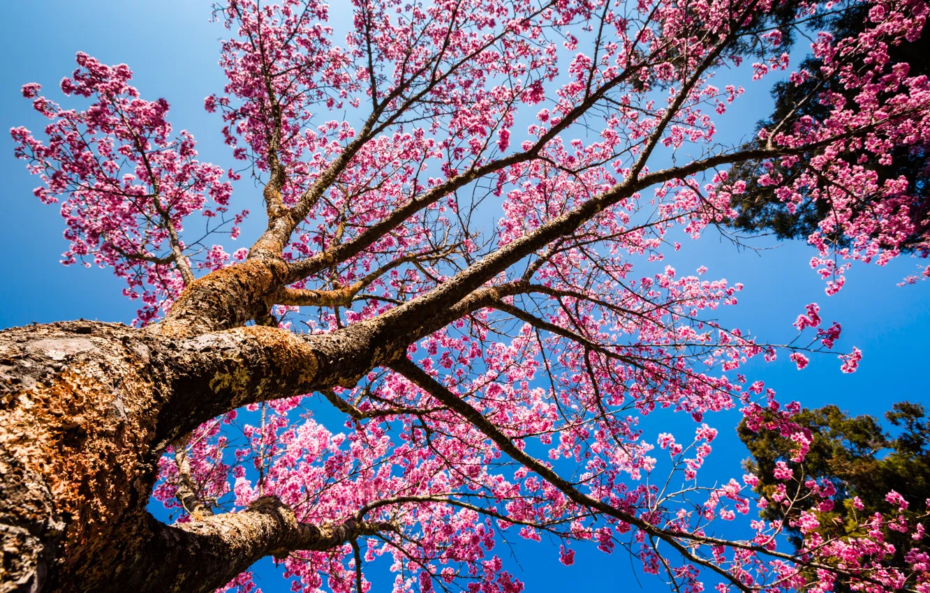 Фото обои небо, свет, цветы, ветки, синева, дерево, весна, сакура