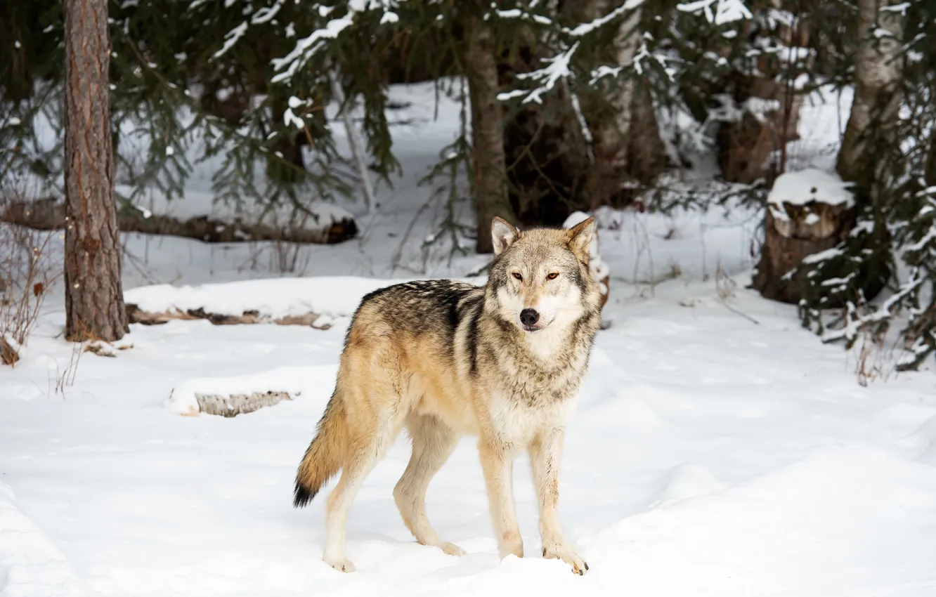 Фото обои зима, лес, взгляд, морда, снег, деревья, ветки, серый